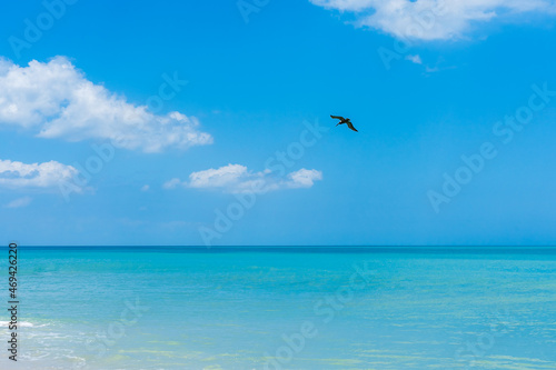 Blue-green ocean wave and a pelican flying in the distance in Florida in spring