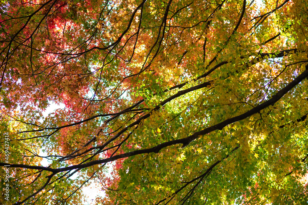 Fototapeta premium 緑のもみじ