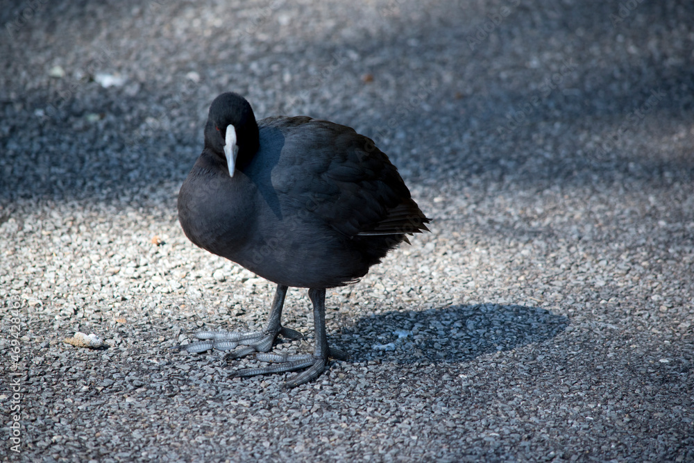 Fototapeta premium the eurasian coot is a black water bird