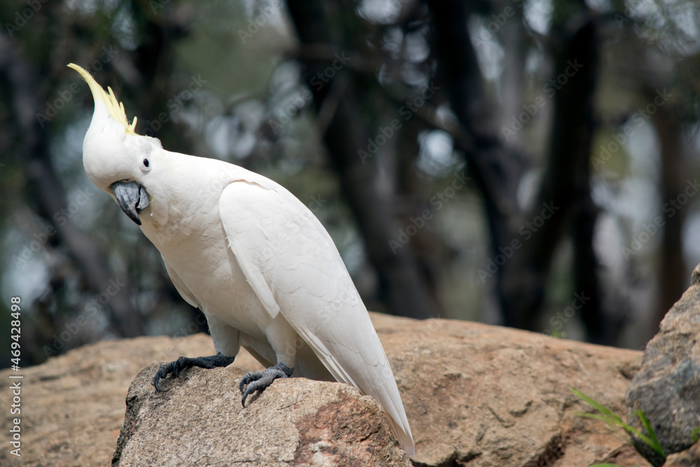 the sulphur crested cockatoo is perched on rocks the sulphur crested cockatoo is perched on rocks