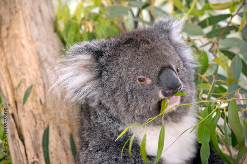 the koala is a grey and white marsupial which lives in trees © susan flashman