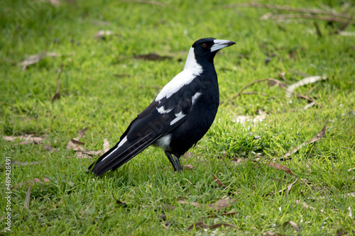the magpie is a black and white bird © susan flashman