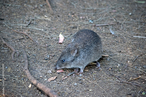 the long nosed potoroo looks like a rat