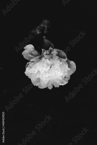 abstract black and white floral background, white flowers and soft focus, blurring and blurring of plant images, macro shooting