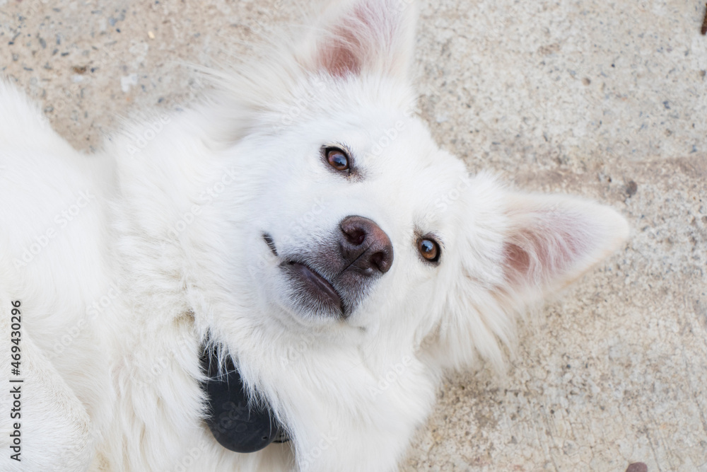 Fototapeta premium White swiss shepard, white dog