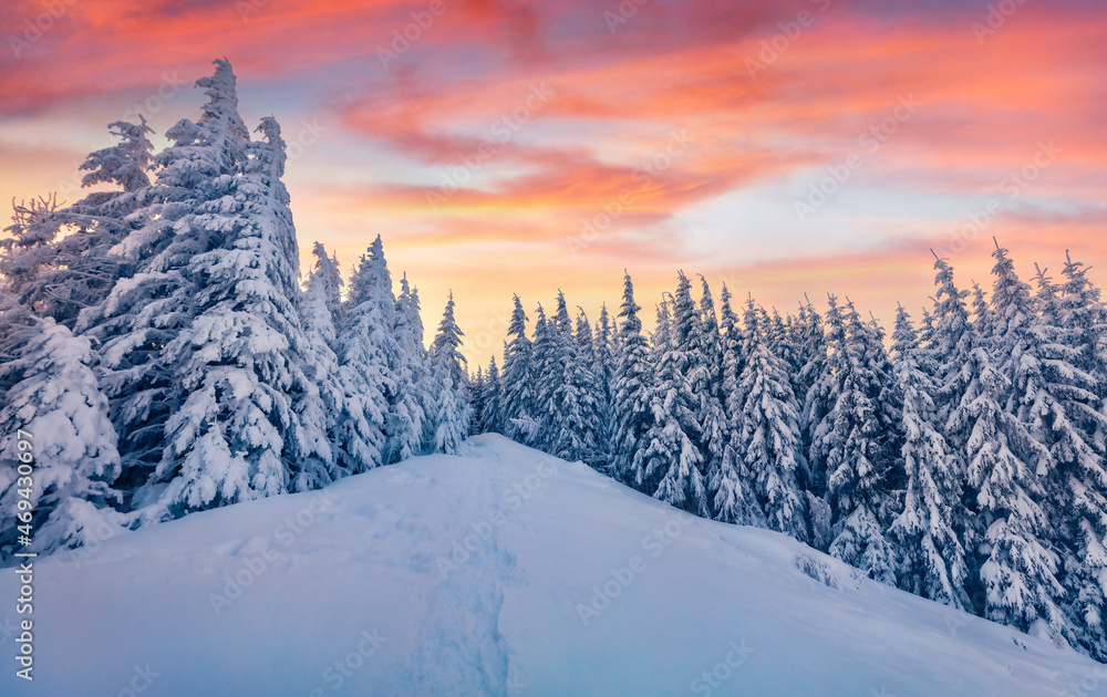 Christmas postcard. Colorful morning view of the mountain forest. Amazing winter landscape of Carpathian mountains with fir trees covered fresh snow. Frosty winter scenery.