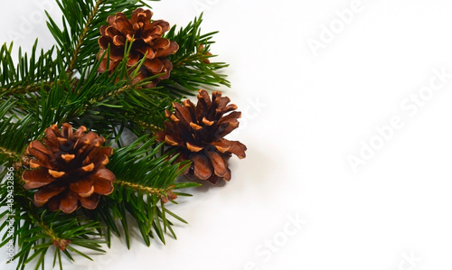 christmas composition fir tree branch with pine cone isolated for design