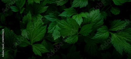 Full Frame of Green Leaves Texture Background. Flat lay, fresh wallpaper banner concept. 