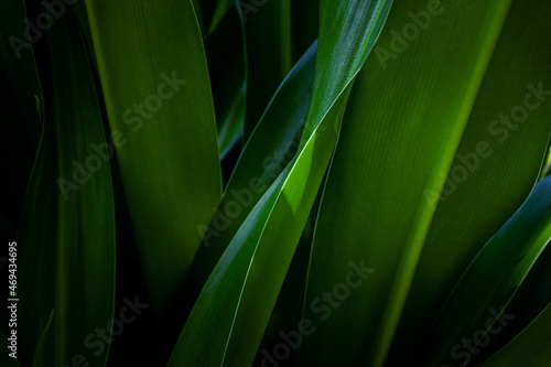 abstract green leaf texture, nature background, tropical leaf