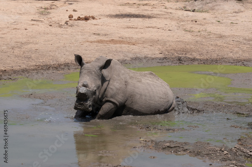 A de-horned white rhinoceros - Ceratotherium simum - resting in a muddy waterhole.  His reflection is visible in the mud. Location  Kruger National Park  South Africa