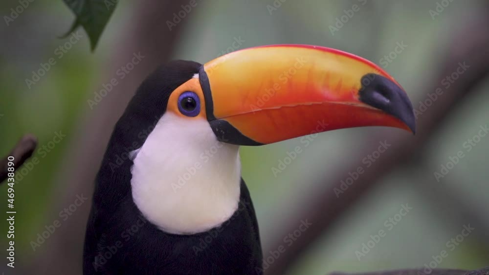 Extreme close up profile shot of a tropical toco toucan, ramphastos toco with a sacred eye, resting in the forest canopy. Extreme close up profile shot of a tropical toco toucan, ramphastos toco with a sacred eye, resting in the forest canopy.