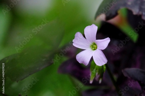 Close up a small tropical purple flower blossom in a garden with dark background
