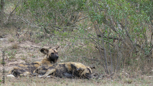 A pair of African wid dogs -Lycaon pictus- resting under the bushes. Location: Kruger National Park, South Africa © Fearless on 4 Wheels