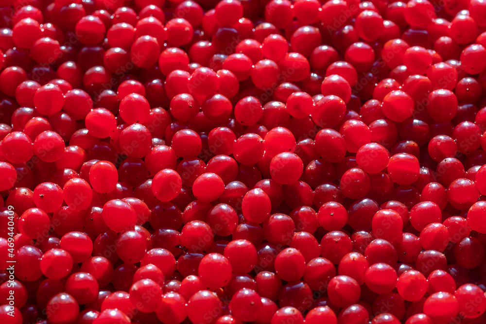 Harvest the red viburnum or guelder rose . Beautiful texture with red berries of viburnum background Harvest the red viburnum or guelder rose . Beautiful texture with red berries of viburnum background