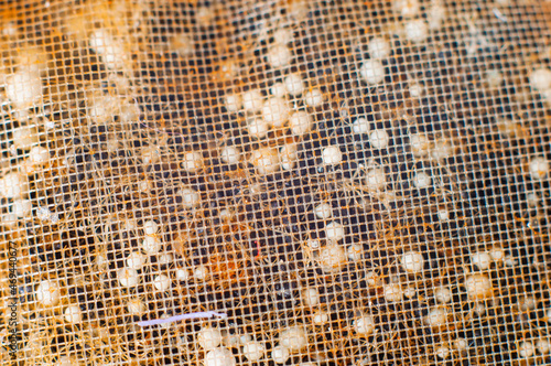 Activated carbon mixed with white balls for filling the filter, macro shot