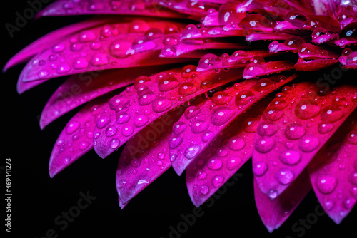 фотографія Close up water drops on pink gerbera daisy flower.