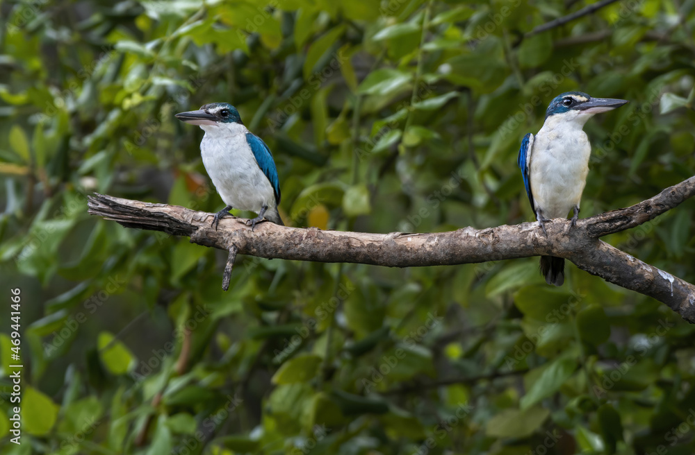 A pair of Collared Kingfishers perching on tree branch , Thailand