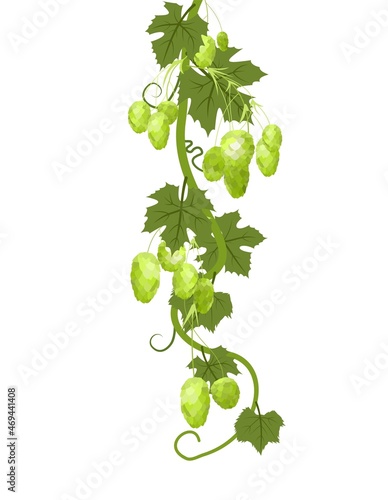 Hop. A vertically branch with dense leaves and funny cones. Sagging shoots with leaves. Wild nature. Flat style illustration. Vector.