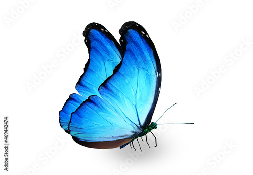 Color Morpho butterfly   isolated on the white background