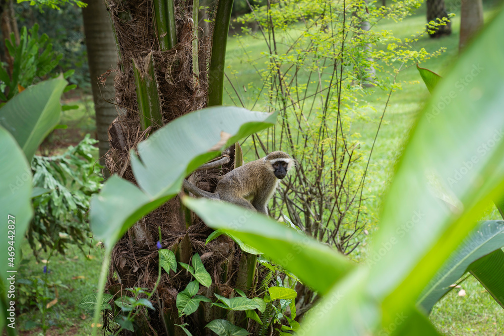 Foto de The green monkey, also known as the sabaeus monkey, is an Old