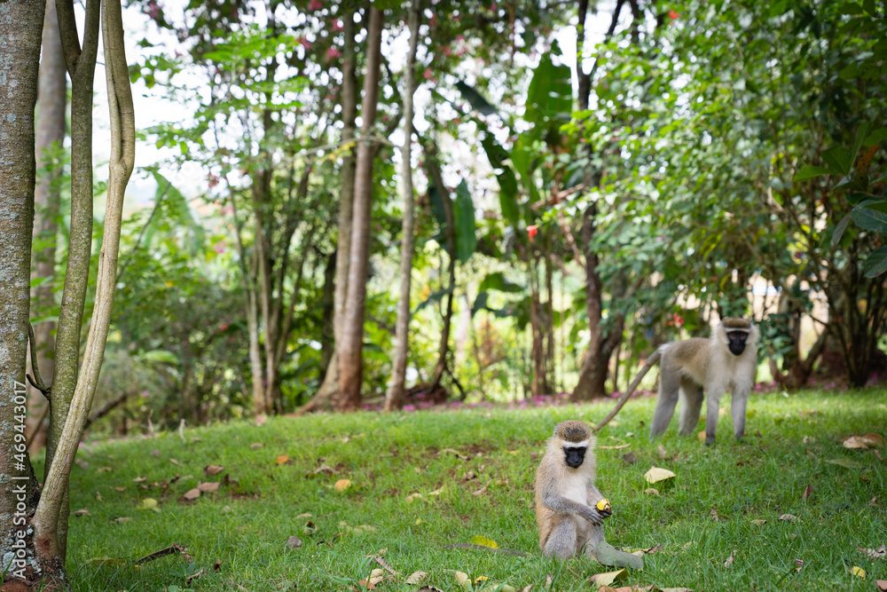Foto de The green monkey, also known as the sabaeus monkey, is an Old