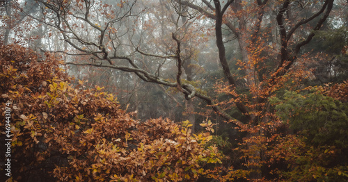 Waldschrat im Herbst