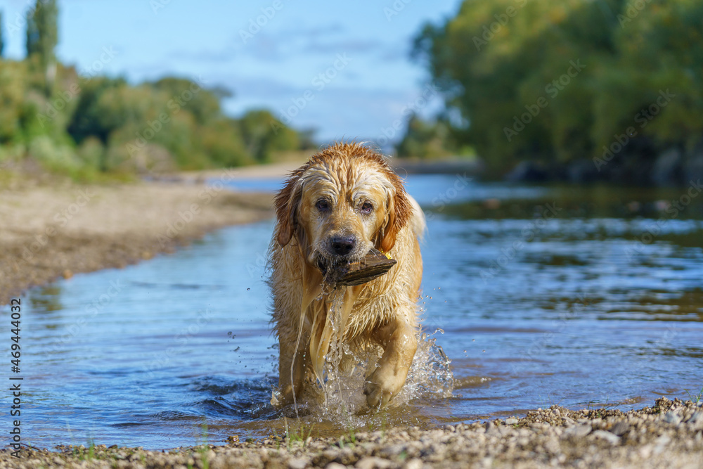 Golden labrador in river with stone in its mouth
