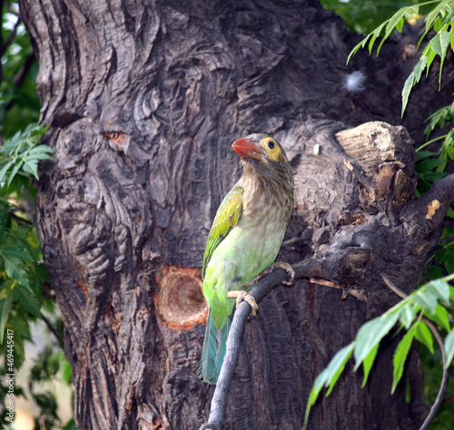 Brown-Headed Barbet or Large green Barbet (Psilopogon zeylanicus) excavating a tree hole : (pix SShukla) photo