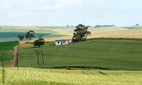 agricultural landscape scene with building and cereal crop and fields during Spring in Overberg, Western Cape, South Africa