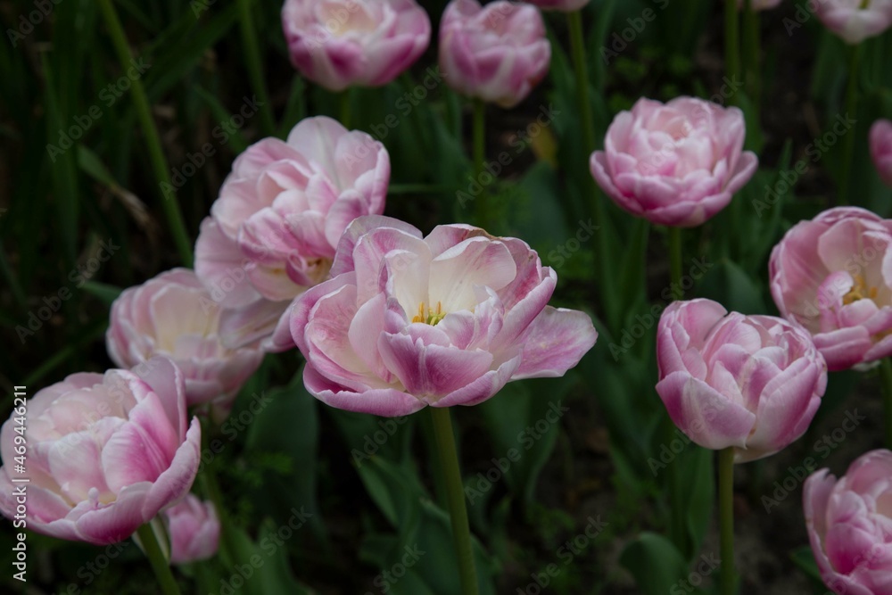 pink tulips in the garden