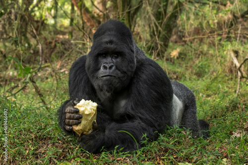 Mountain gorilla - Gorilla beringei, endangered popular large ape from African montane forests, Mgahinga Gorilla National park, Uganda. photo