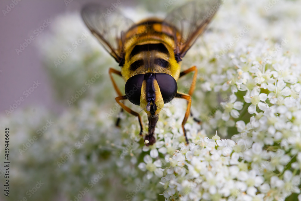 Close up of a honey bee, Apis mellifera, on a white flowering carrot plant, Daucus carota Close up of a honey bee, Apis mellifera, on a white flowering carrot plant, Daucus carota