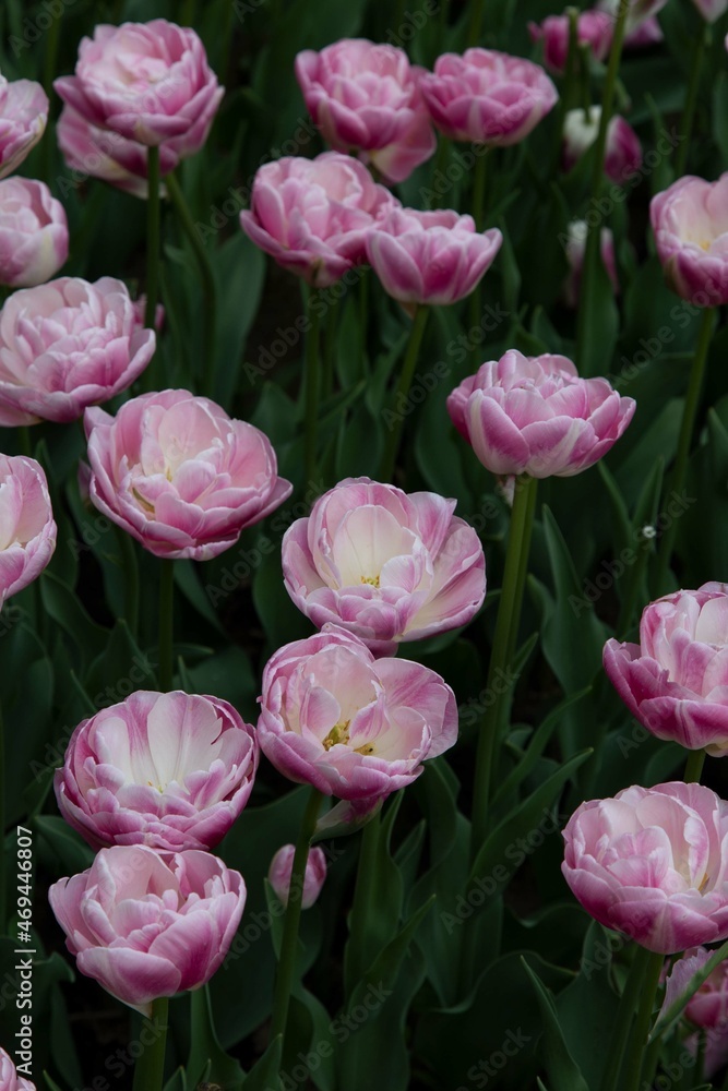 Fototapeta premium pink tulips in the garden