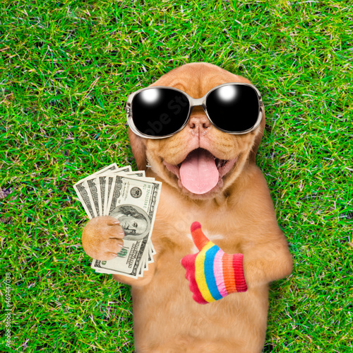 Rich Mastiff puppy wearing sunglasses lies on its back on summer green grass, holds dollars usa and shows thumbs up gesture. Top down view © Ermolaev Alexandr
