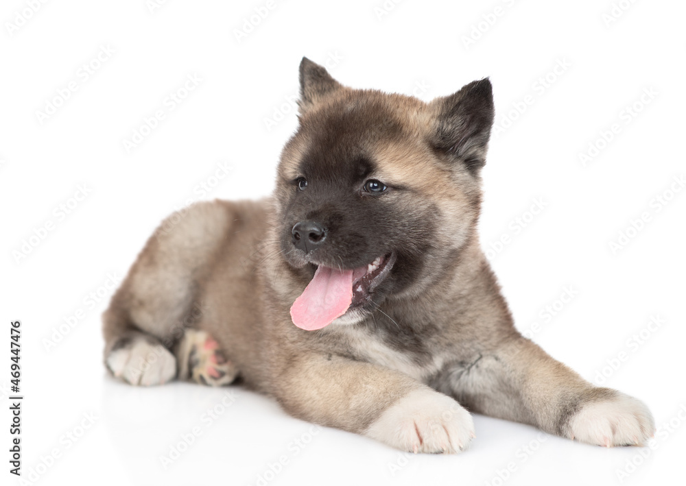 Portrait of a American akita puppy. Isolated on white background