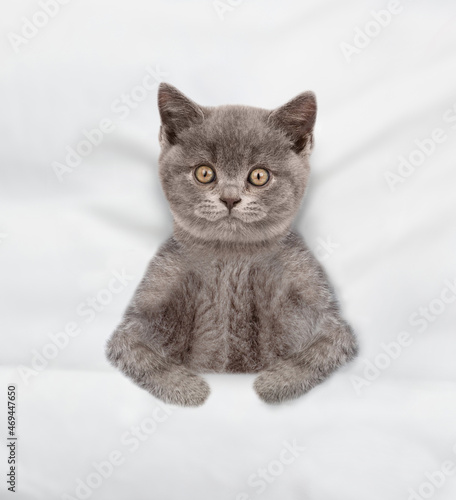 Cute tabby kitten lying under warm blanket on a white bed at home. Top down view