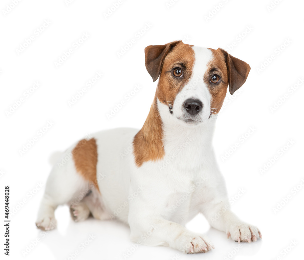 Jack russell terrier puppy lies and looks at camera. Isolated on white background