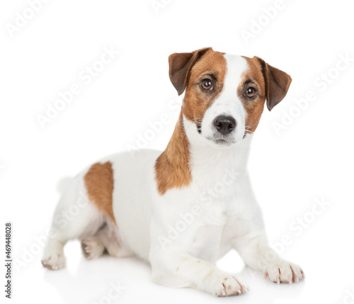 Jack russell terrier puppy lies and looks at camera. Isolated on white background © Ermolaev Alexandr