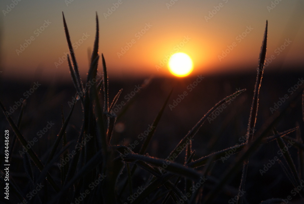 The grass in the dawn sun