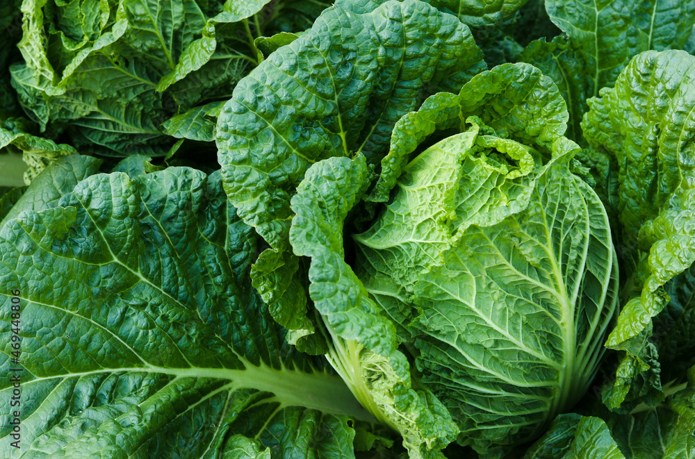 green cabbage in the garden