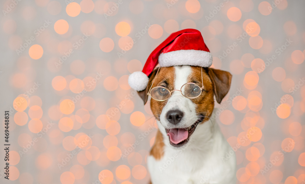 Portrait of a happy Jack russell terrier puppy wearing eyeglasses and santa hat on festive background. Empty space for text Portrait of a happy Jack russell terrier puppy wearing eyeglasses and santa hat on festive background. Empty space for text
