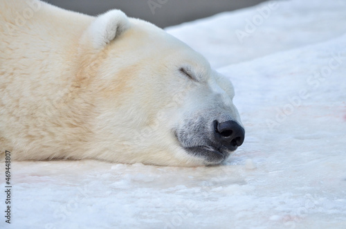 the polar bear is sleeping