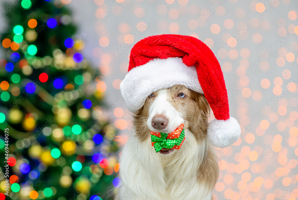 Funny Border collie wearing red santa hat holds gift box in it mouth. Festive background with christmas tree Funny Border collie wearing red santa hat holds gift box in it mouth. Festive background with christmas tree