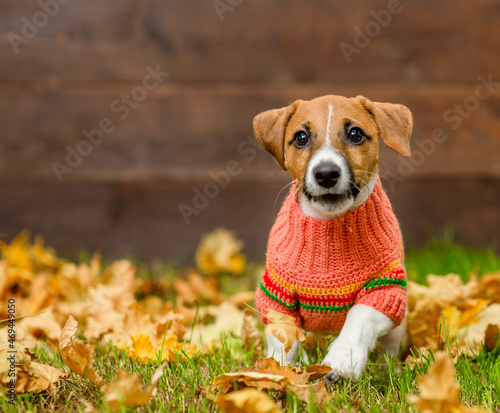 Jack russell terrier puppy wearing warm sweater runs on fallen leaf at autumn park © Ermolaev Alexandr