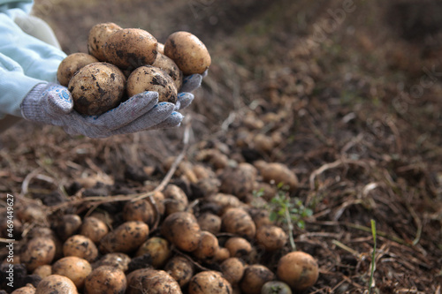 Potatoes in hands. Harvesting potatoes. A new crop of potatoes. Autumn work in the farm. Organic farming.