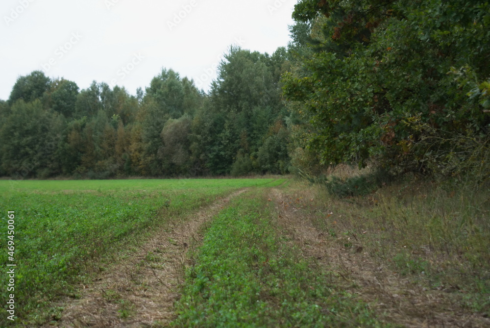 Road to the field Road to the field