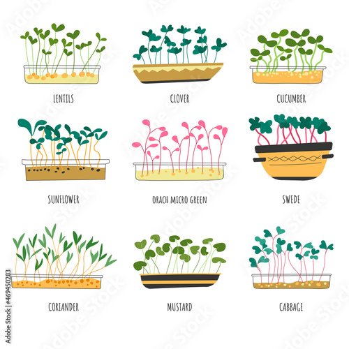 Microgreen types, lentils and cabbage sprouts