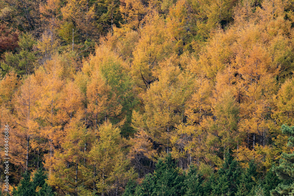 Fototapeta premium 紅葉する山