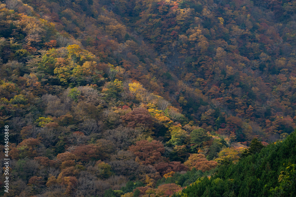 紅葉する山 紅葉する山