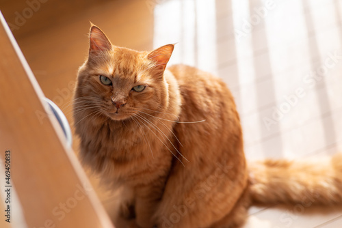 Wallpaper Mural 見つめる猫　茶トラ猫 Torontodigital.ca